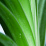 An ants view