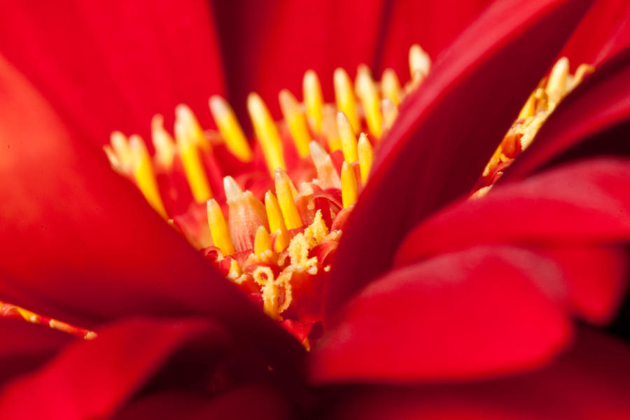 Red petals II by Bozack