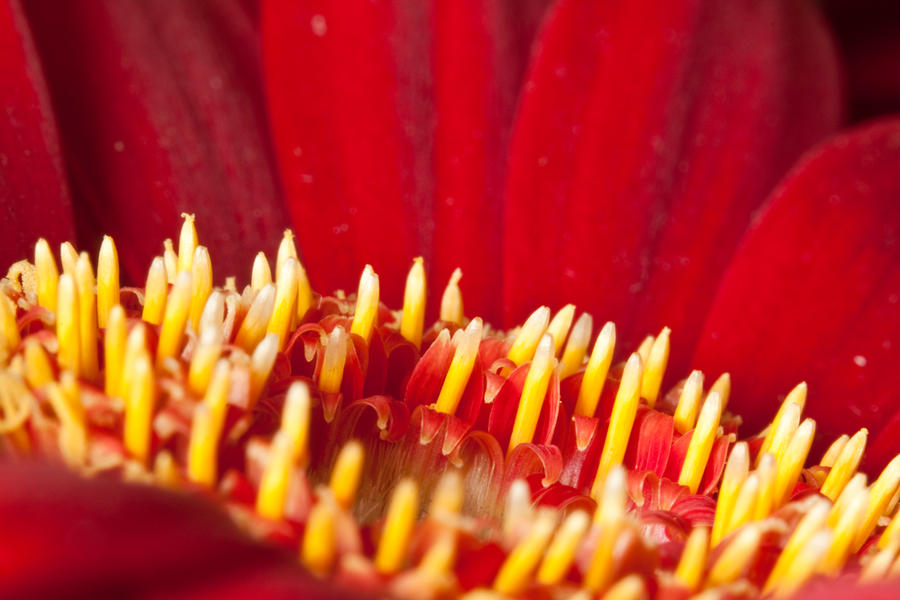 Red petals III by Bozack