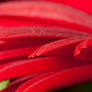 Red petals IV