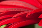 Red petals IV by Bozack