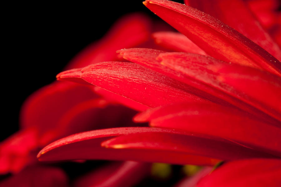 Red petals VII by Bozack