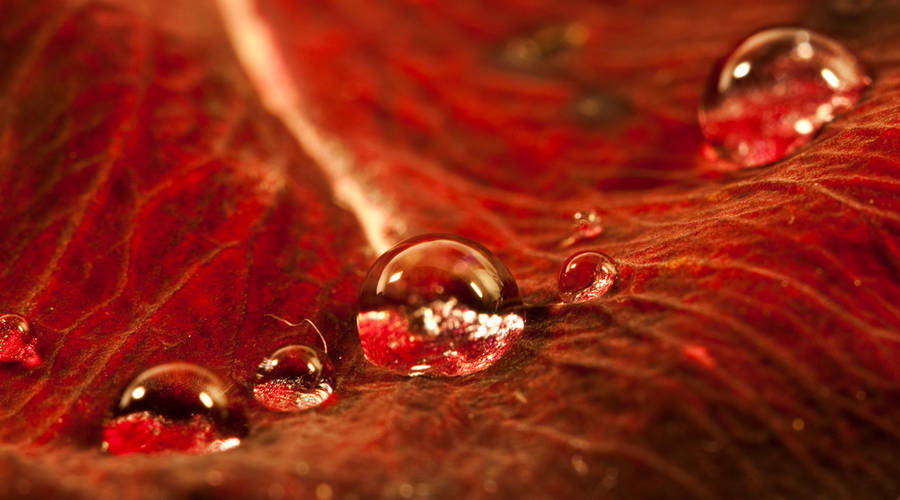 Rose pearls II by Bozack