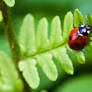 Ladybug I