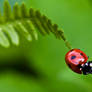 Ladybug II