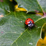 Ladybug III