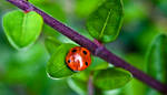 Ladybug IV by Bozack