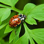 Ladybug V