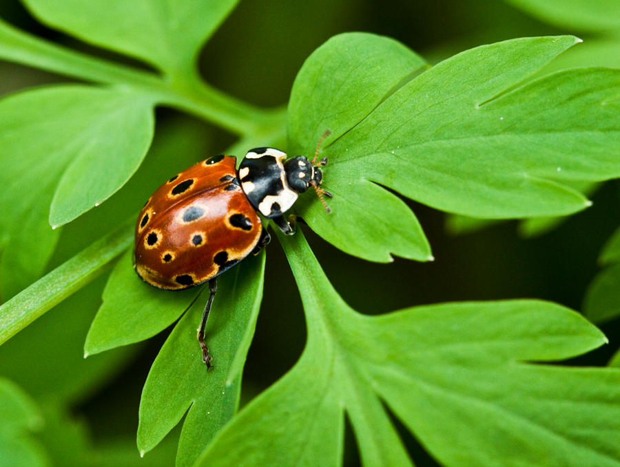 Ladybug V