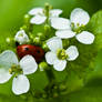 Ladybug VI