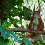 Red squirrel VI