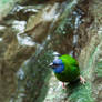 Green Blue Feathers