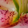 Lily pink 1