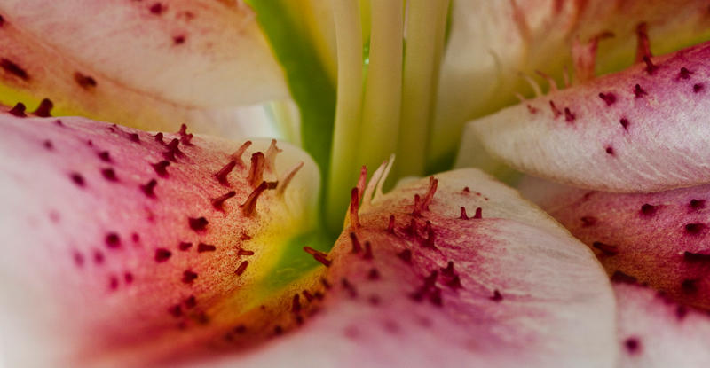 Lily pink 1