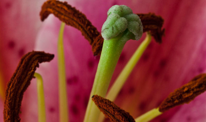 Lily pink 2