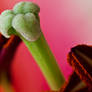 Lily pink 4
