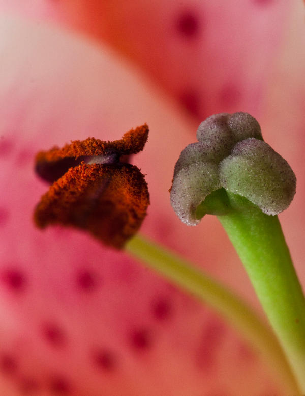 Lily pink 5