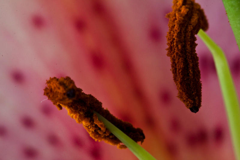 Lily pink 6
