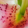 Lily pink 8