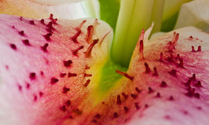 Lily pink 8