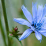 Velvet blue