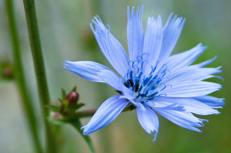 Velvet blue by Bozack