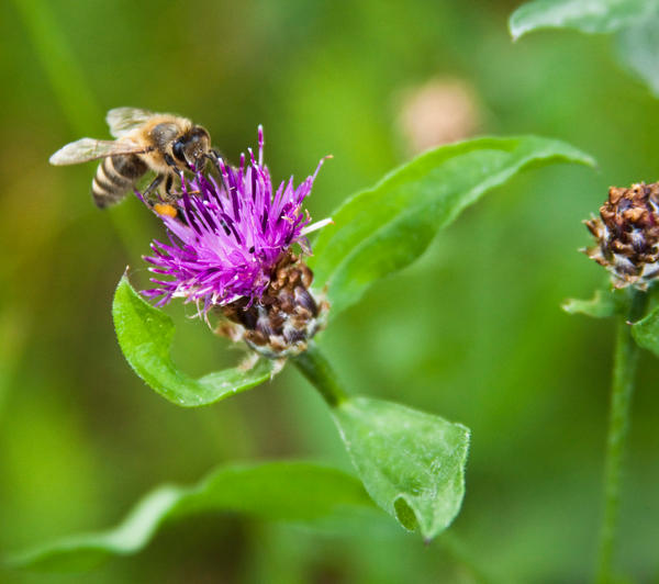 Pollen collector I