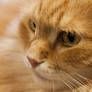 Feline life I