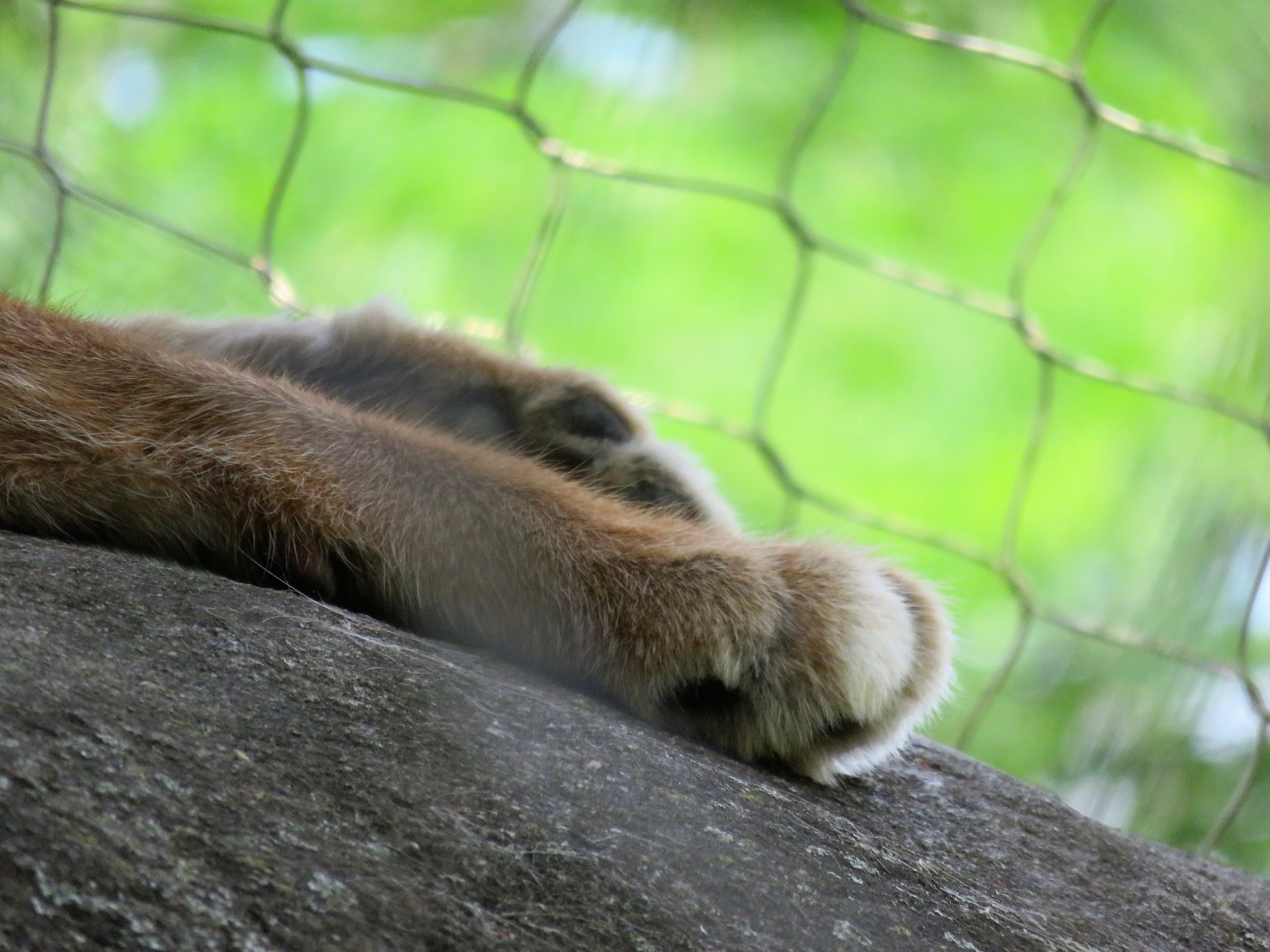 Caracal front paw REFERENCE