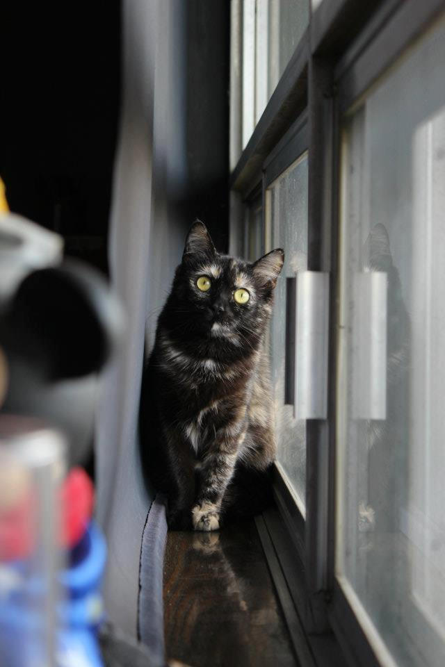 Pretty Kitty by SaraMonsterKitty on DeviantArt