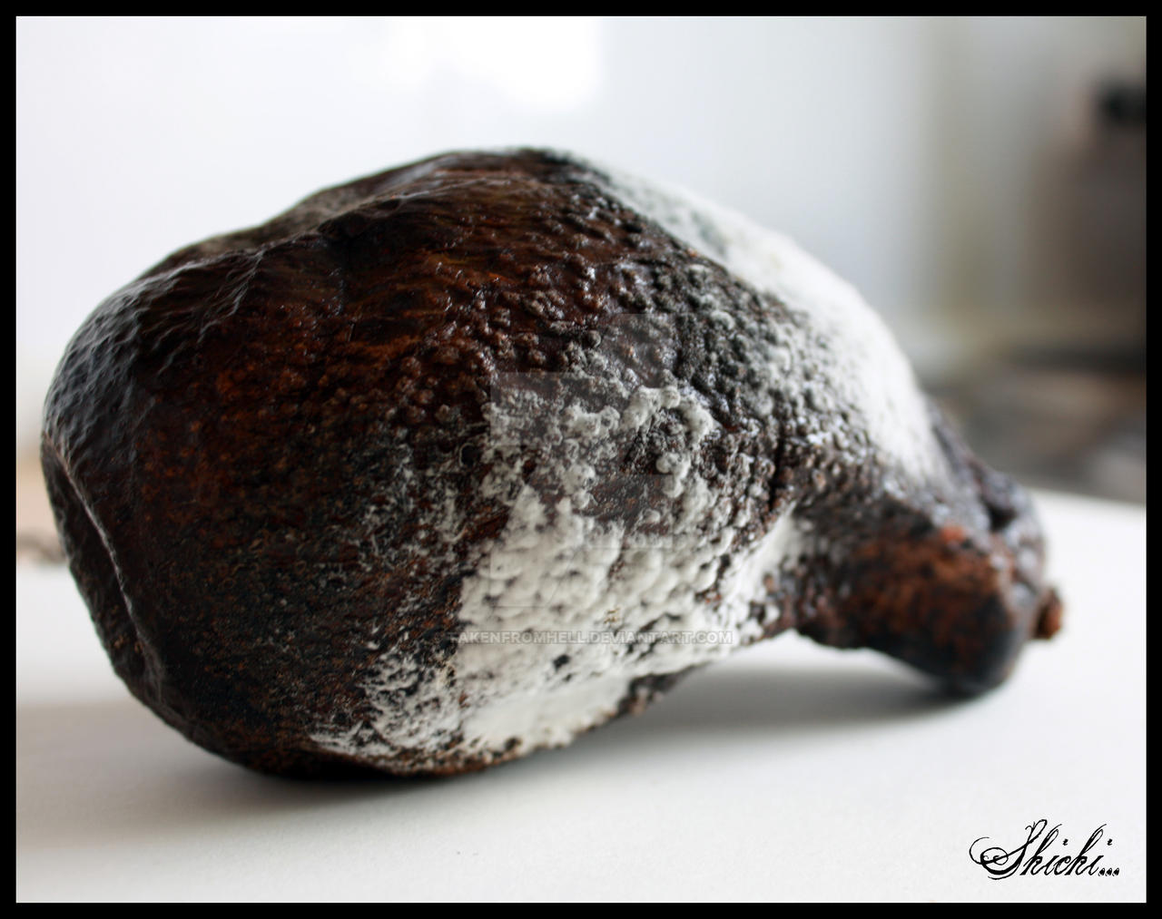 Moldy Avocado By Takenfromhell On Deviantart Moldy Avocado By Takenfromhell On Deviantart
