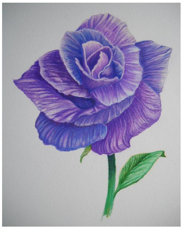 Purple_Rose