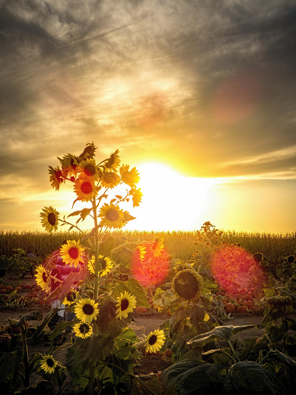 Sunflower Sunset