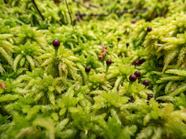 Sphagnum palustre