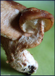 Mushroom - Shiitake - 2