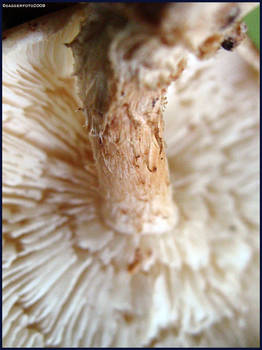 Mushroom - Shiitake - 4