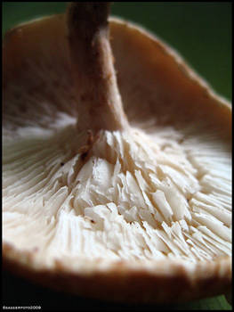 Mushroom - Shiitake - 6