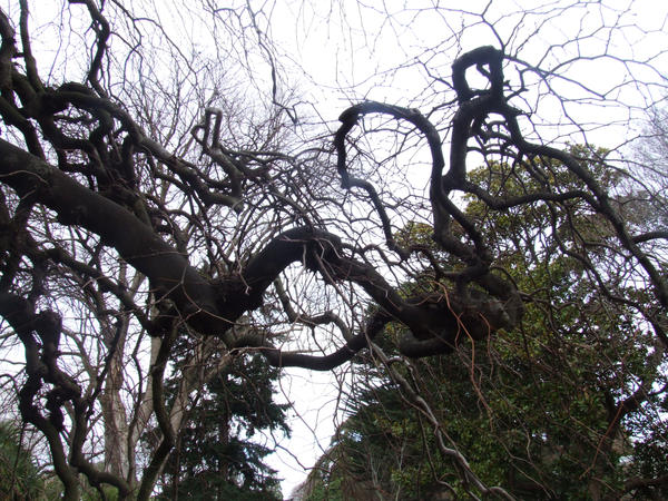 Attack Tree by Graxiplon on DeviantArt