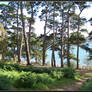 Pines near Brest - France