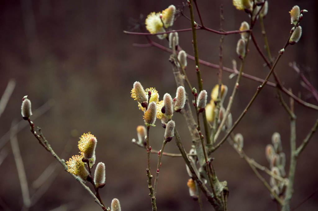 spring blooms