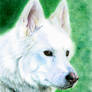 White Dog on Green Ground