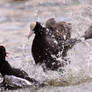 Coot fight 3505