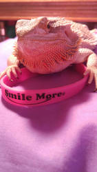 Diva The Bearded Dragon