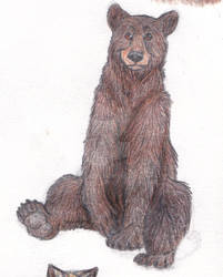 Black Bear