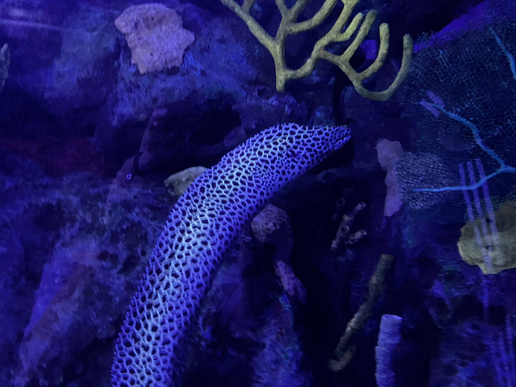 Eel by kural2 on DeviantArt