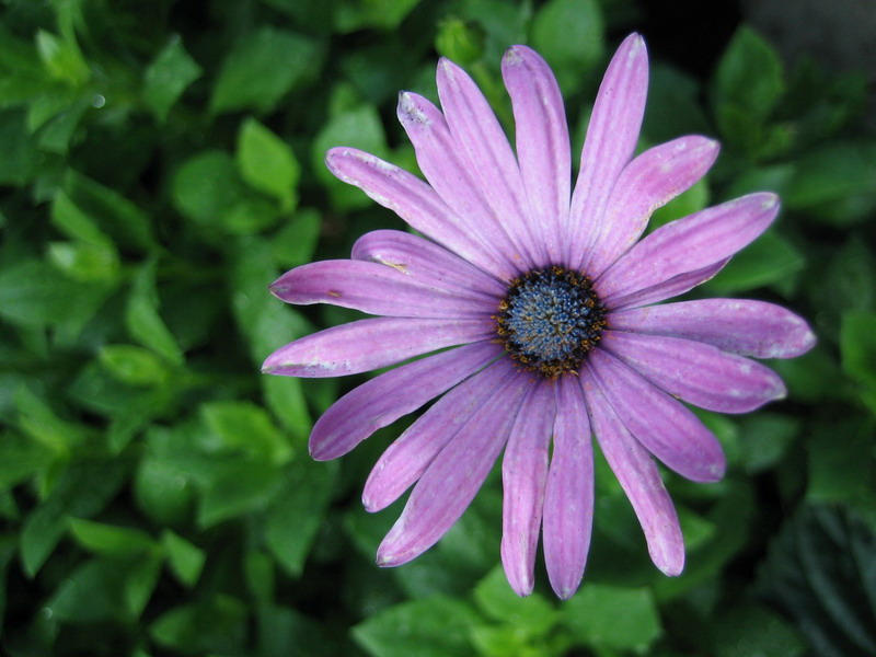 Purple flower