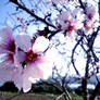 Almond Tree Flowers