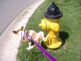 The news around the hydrant