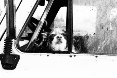 Traveler Dog by Vjaz