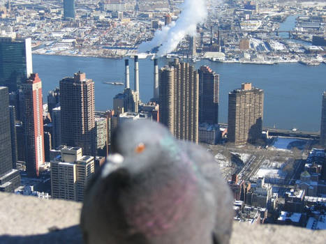 Empire State pigeon